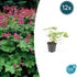 Geranium macr. &