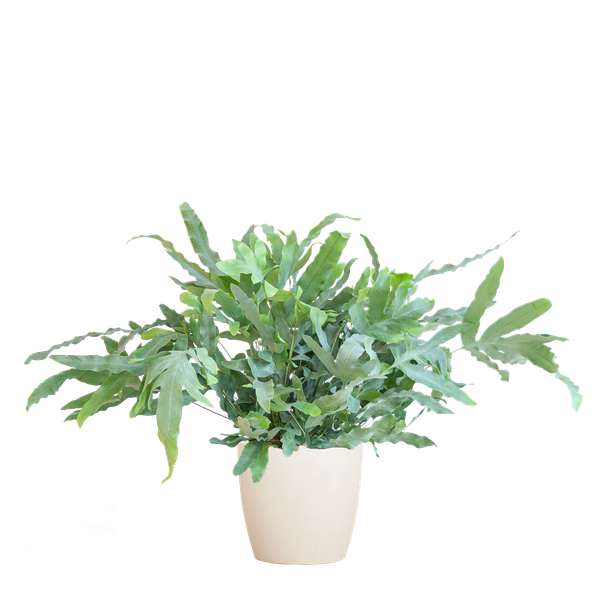 Phlebodium Aureum &