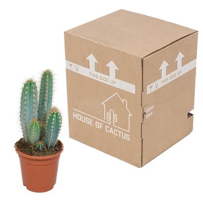 Pilosocereus azureus - 17cm - zonder pot