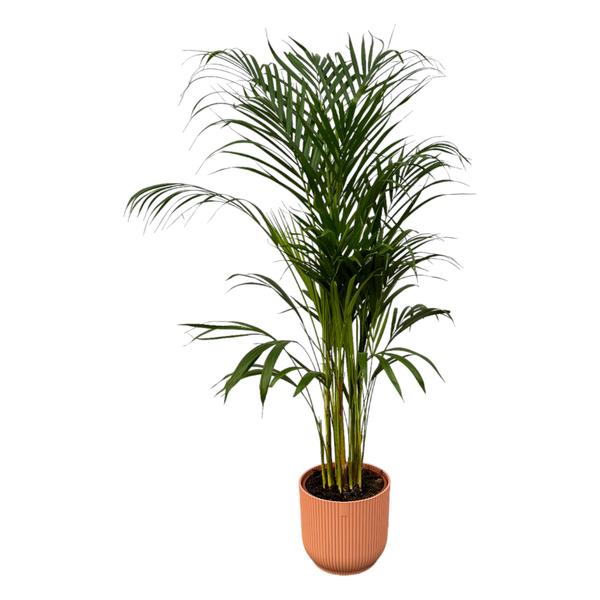 Areca palm - ↨110cm - Ø21cm including elho Vibes Fold Round pink D22xH20