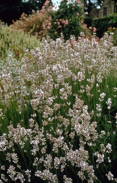 Lavandula int. &