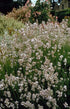 Lavandula int. &