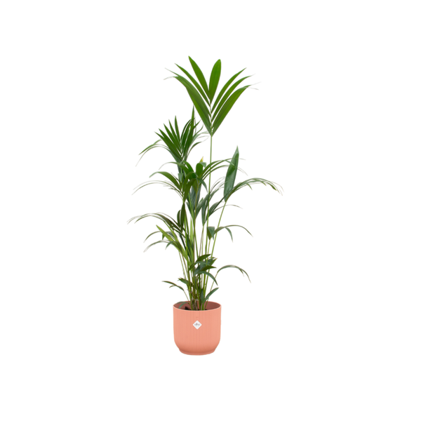 Kentia-Palme inklusive elho Vibes Fold Round rosa – 160 cm – Ø30