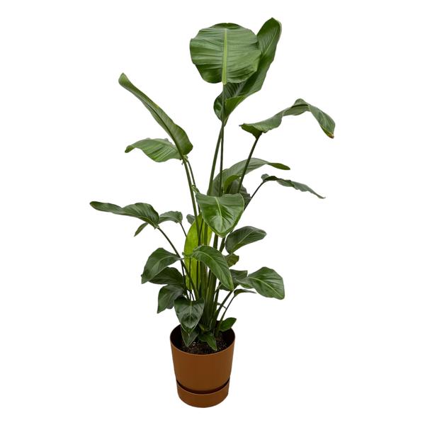 Strelitzia Nicolai including elho Greenville Round brown - 160cm - Ø30