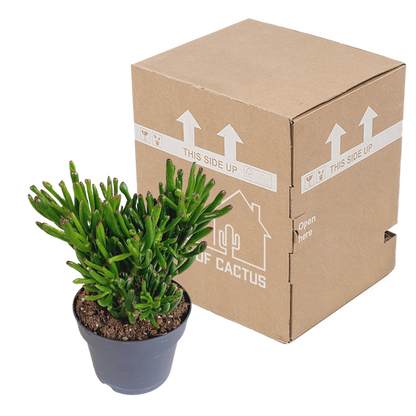 Crassula gollum 17cm