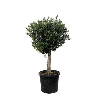 Olea Europaea Lorc - 180cm - Ø50