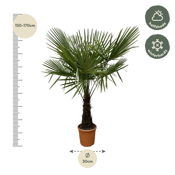 Trachycarpus – 180 cm – Ø30