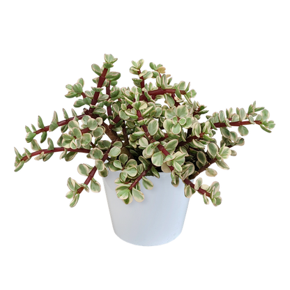 Portulacaria afra Variegata 10,5cm - in witte pot