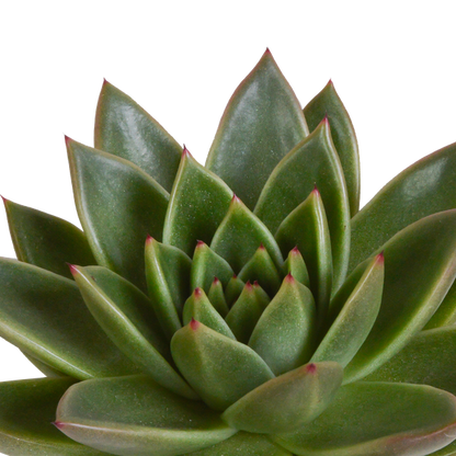 Echeveria mix 10.5 cm - 3x - in Mexicaanse pot