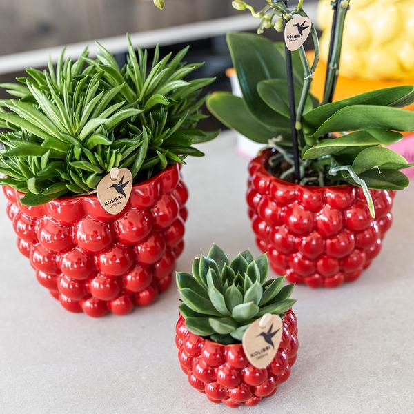 Berry pot 12 cm