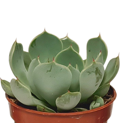 Vetplanten mix 5.5 cm - 10x - zonder pot