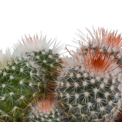 Bolcactus mix 8,5 cm | 3 stuks - in Mexicaanse pot
