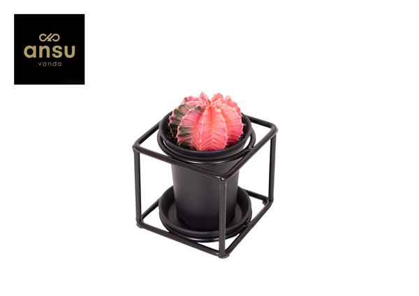Cactus In Design Frame