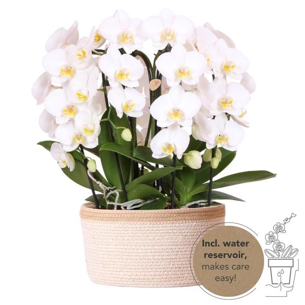 Witte orchideeënset in Cotton Basket