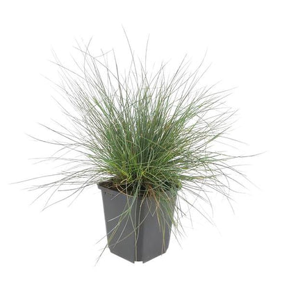 Festuca glauca &
