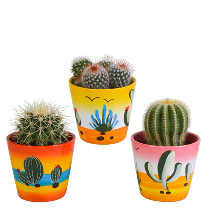 Bolcactus mix 8,5 cm | 3 stuks - in Mexicaanse pot