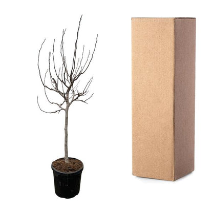 Ficus Carica on stem - 225 cm - ø40