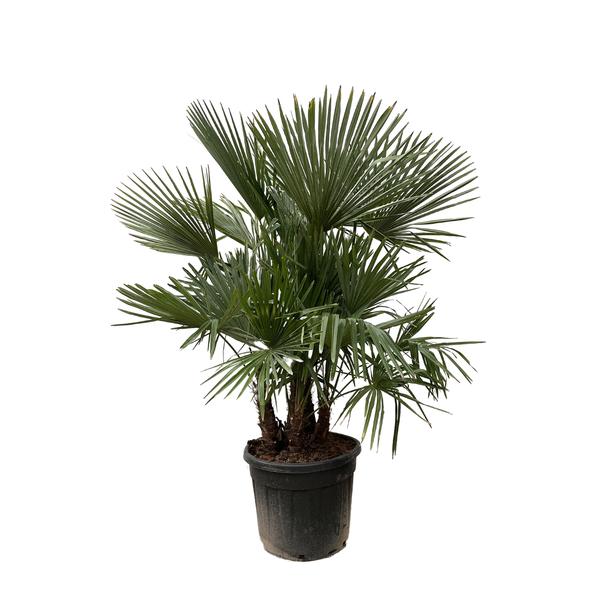 Trachycarpus mit mehreren Stämmen – 200 cm – Ø45