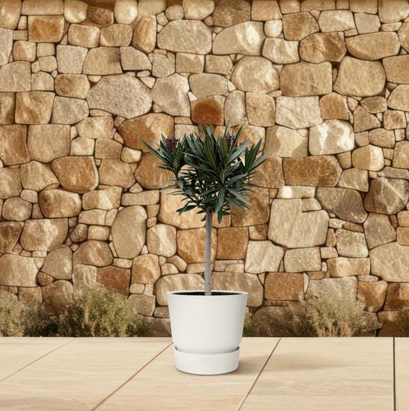Nerium Oleander auf Stiel mit weißer Blüte – 90 cm – Ø22