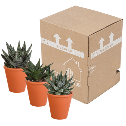 Gasteria/Haworthia mix 8,5cm - 3x - in terracotta pot