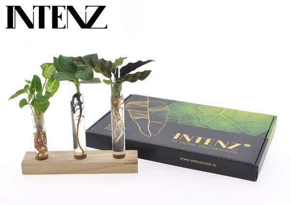 Letterbox Package Hydroponics – Compact, Innovative and Maintenance-Friendly