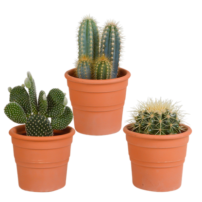 Cactus mix 10.5 cm - 3x - in terracotta pot