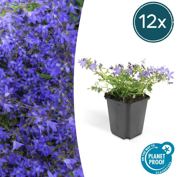 Campanula poscharskyana &