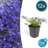 Campanula poscharskyana &